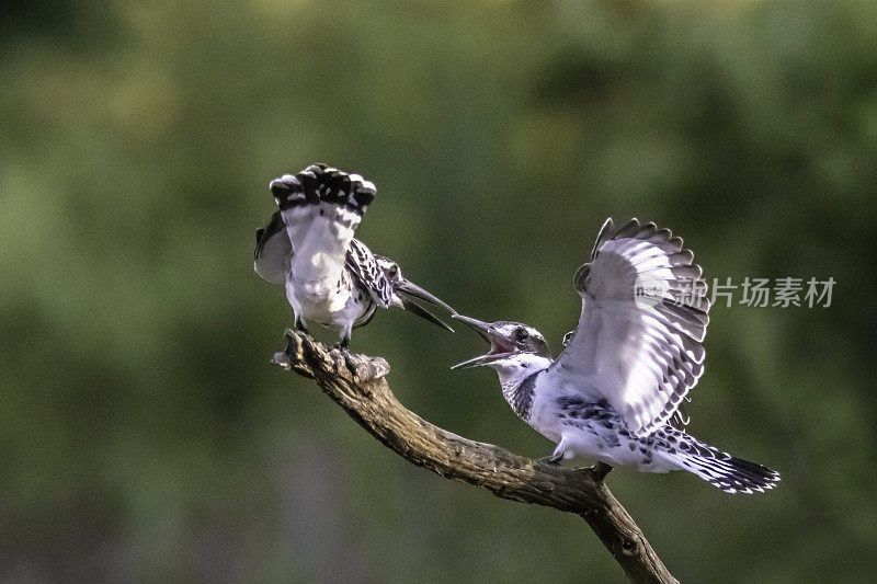 两只翠鸟在树枝上(Ceryle rudis)